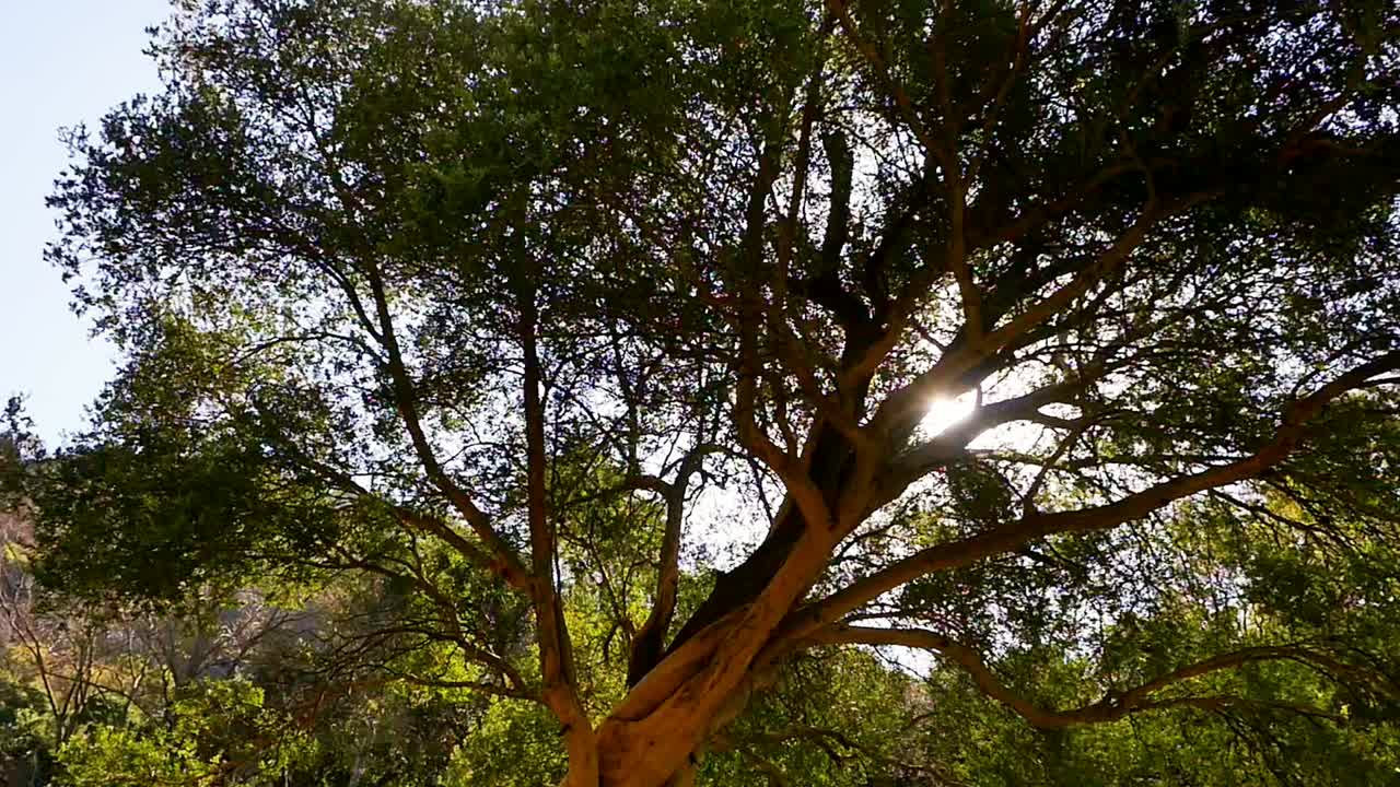 pan desde el sol que brilla a través del árbol hasta la cascada que fluye de la montaña rocosa al río en el jardín botánico nacional walter sisulu, johannesburgo, sudáfrica