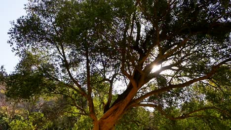 pan from sun shining through tree to waterfall flowing off rocky mountain into river at walter sisulu national botanical garden, johannesburg, south africa