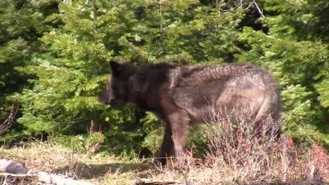 a three year old male wolf walks through the forest