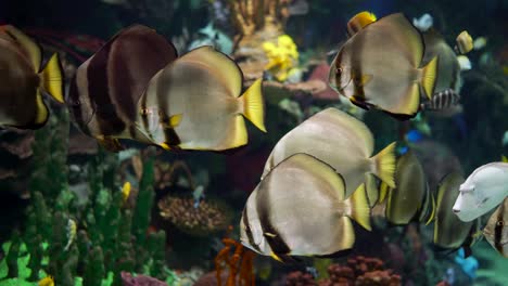 gran acuario decorado con un arrecife de coral con peces tropicales, tortugas y rayas