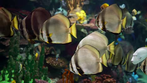 large aquarium decorated with a coral reef with tropical fish, turtles and stingrays