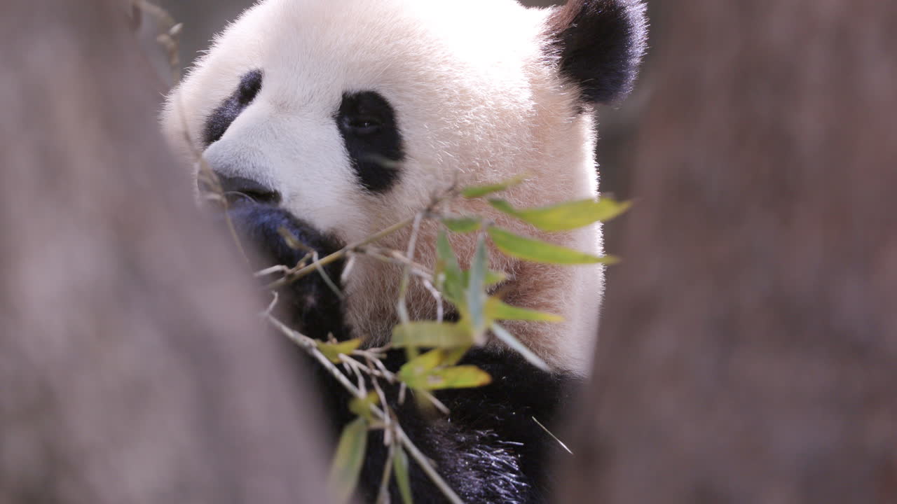 A close up of a panda eating