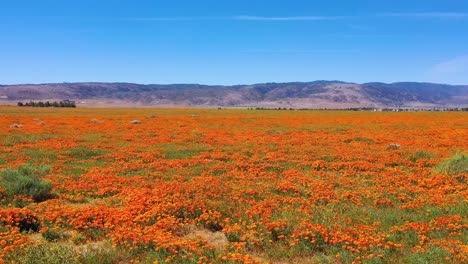 Aerial-of-California-poppy-flowers-and-fields-in-full-bloom-during-springtime-and-superbloom