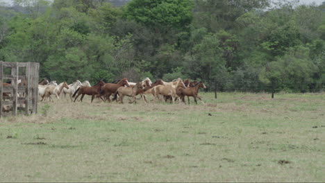 Toma-En-Cámara-Lenta-De-Una-Manada-De-Caballos-Jóvenes-Corriendo-A-La-Vuelta-De-La-Esquina-En-Su-Campo