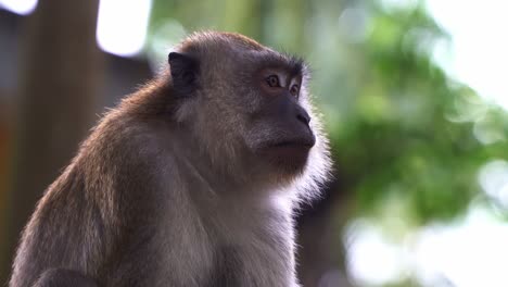 Wild-alpha-male-crab-eating-macaque-or-long-tailed-macaque,-macaca-fascicularis-perched-on-the-tree-against-blurred-leafy-bokeh-background,-wondering-around-its-surrounding-environment,-close-up-shot