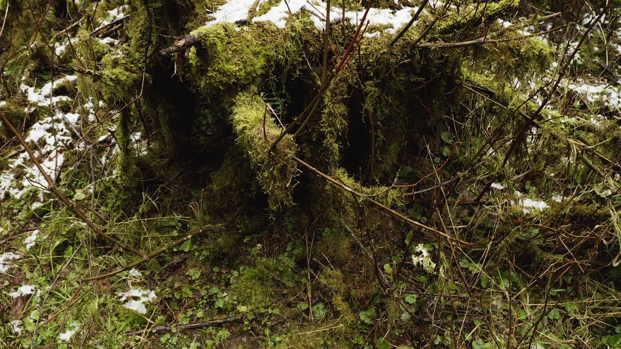 Parco Nazionale Olimpico, Stato di Washington, USA - La rinomata Hall of Mosses immersa nella foresta primaria della foresta pluviale di Hoh - Ripresa panoramica verso l'alto