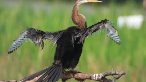 pollito anhinga en estanque ..