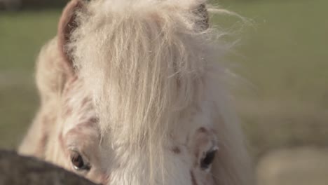 pony taking a peek over fence