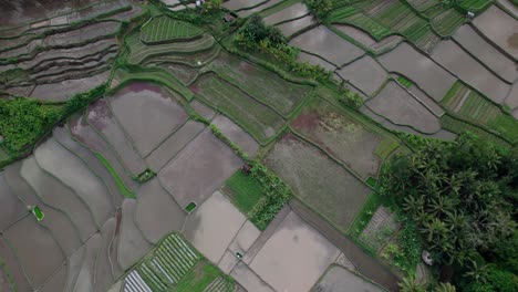 campo de arroz durante la preparación húmeda para matar malezas e insectos en bali, indonesia