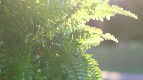 Hanging-planter-close-up-shot