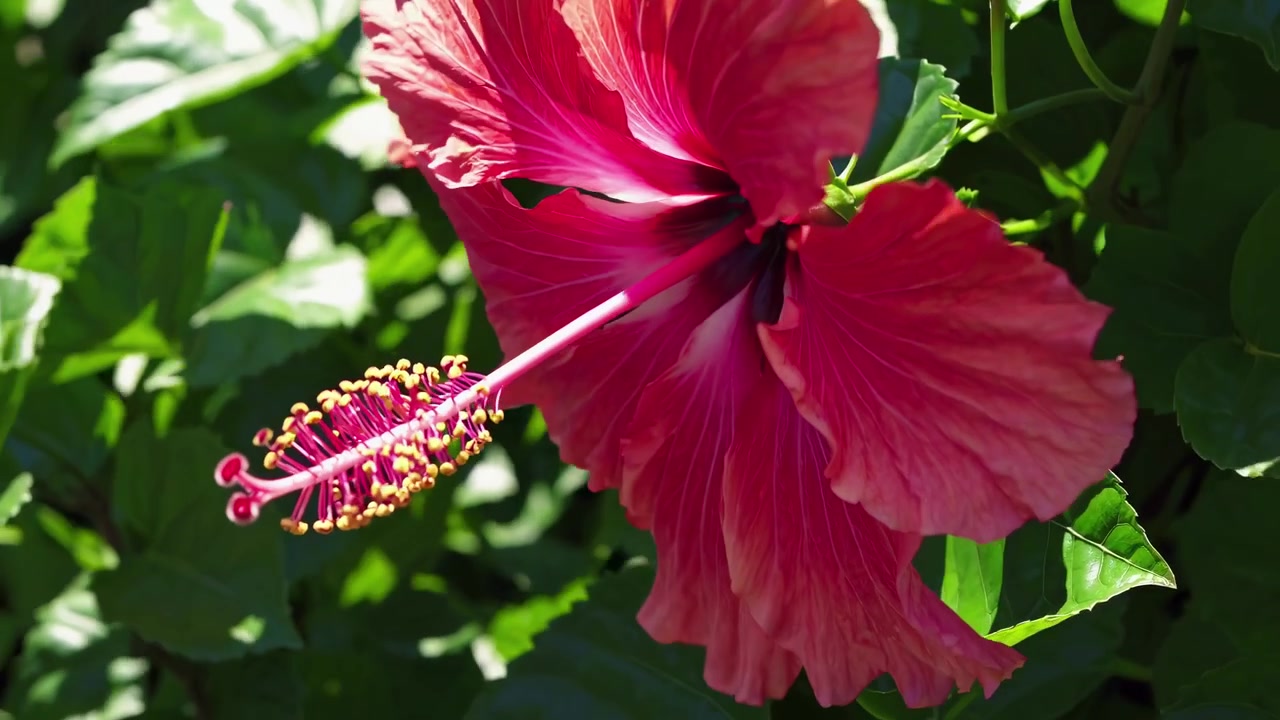 Fiore di ibisco rosso vibrante che sboccia alla luce del sole
