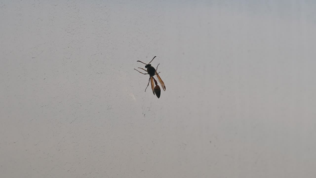 avispa de papel amarilla sentada dentro del vidrio de la ventana