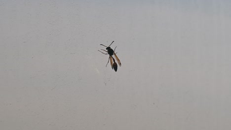 yellow paper wasp  sitting inside the window glass