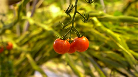 fresh and red ripe cherry tomatoes on greenhouse farm, close up