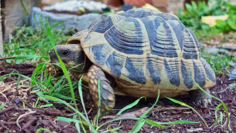 interesting patterned terrestrial tortoise moving on a straw-like garden site
