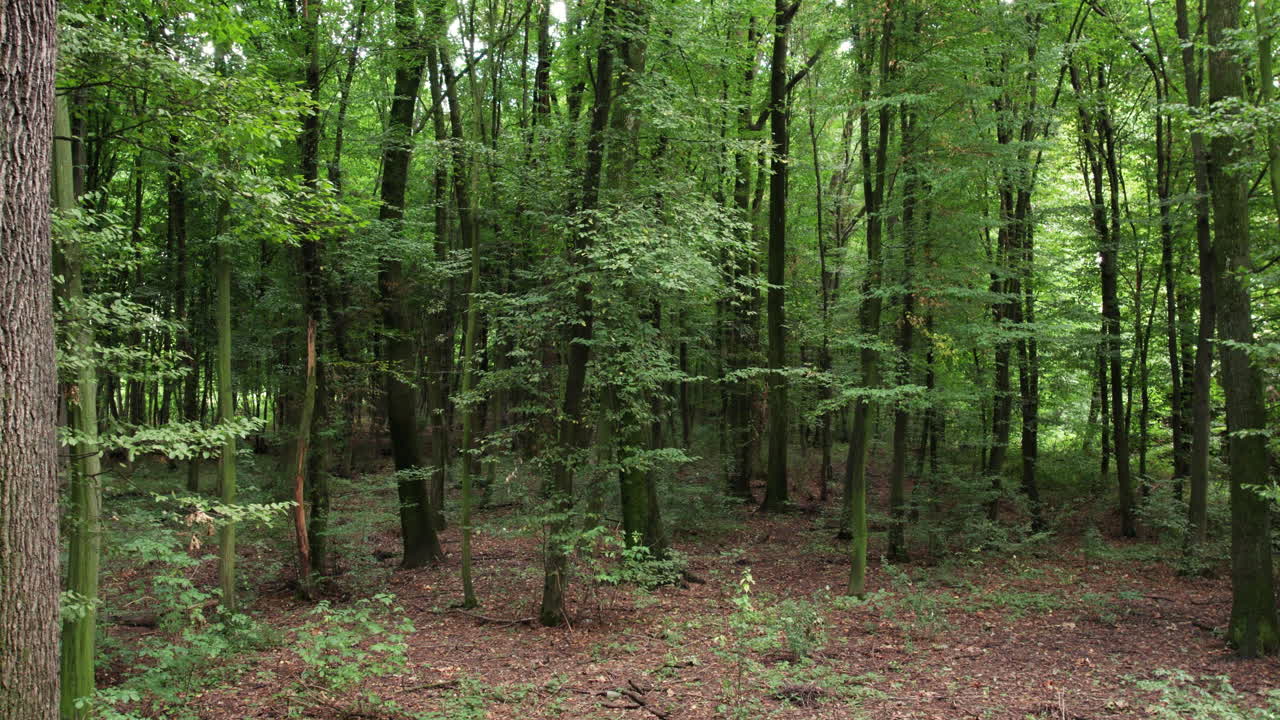 Lush young forest with tall green trees and dense vegetation on summer day