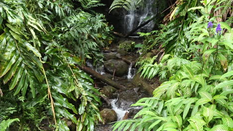 a stream flows through the rainforest