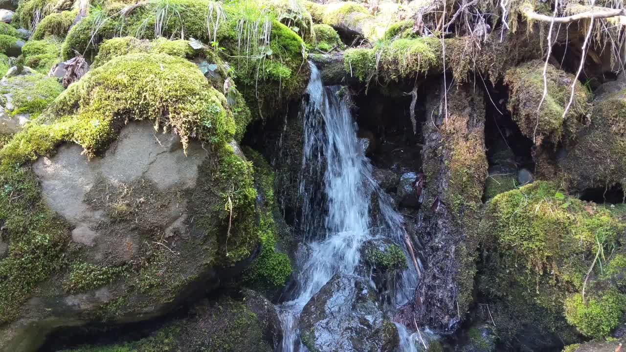 agua que fluye sobre rocas cubiertas de musgo en el bosque del bosque nacional olímpico