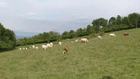 herd of brown and white domesticated cattles grazing on a grassy,steep field