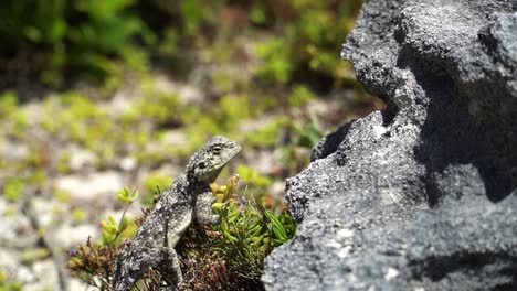 curious gecko sitting in the sun between plants and rocks in south africa