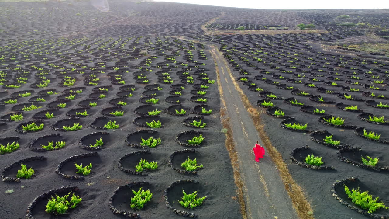 mujer vestida de rojo caminando por un camino en una plantación de viñedos en lanzarote con muchas protecciones circulares de piedra volcánica en el suelo