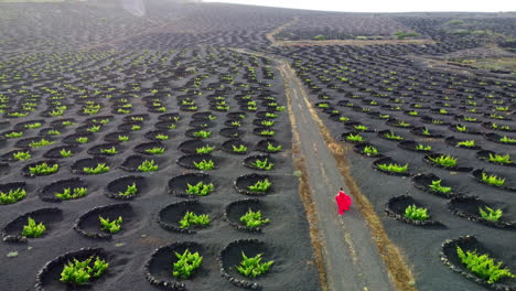 Mujer-Vestida-De-Rojo-Caminando-Por-Un-Camino-En-Una-Plantación-De-Viñedos-En-Lanzarote-Con-Muchas-Protecciones-Circulares-De-Piedra-Volcánica-En-El-Suelo