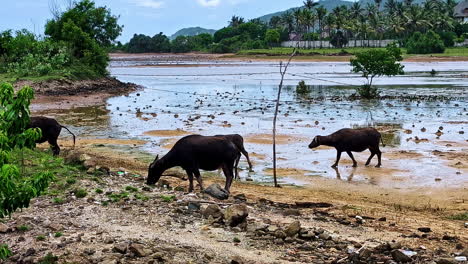 livestock wading through a flooded field in rural lombok-bali countryside