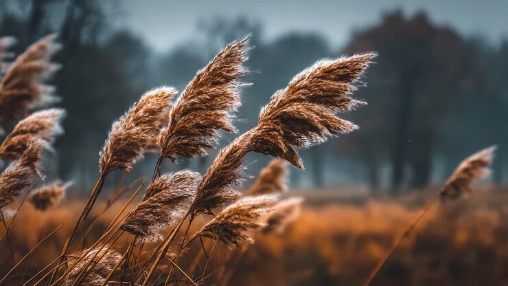 Beautifully Captured Close-Up of Golden Grass During Misty Foggy Morning, Showcasing Nature's Delicate Elegance Against a Serene Background