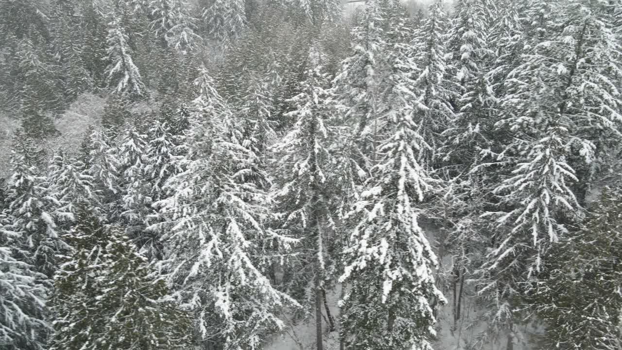 가벼운 눈이 겨울에 드리워진 상록수 숲에 내리고, 공중 트럭은 오른쪽에서 왼쪽으로
