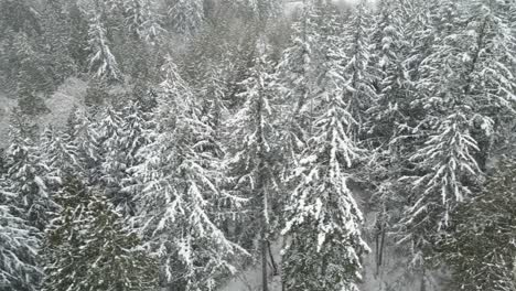 light snow falls on a winter draped evergreen forest, aerial truck right to left