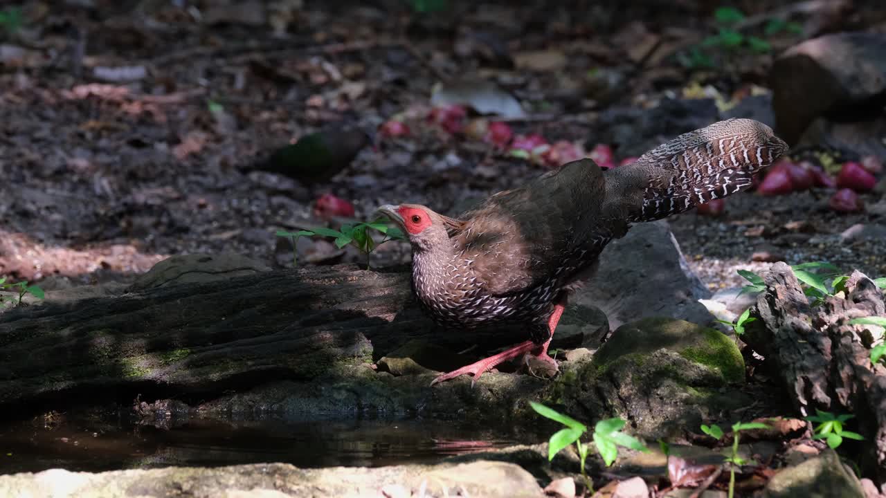 식수를 본 다음 주변의 다른 새들이 먹이를 먹고 숲에서 시간을 즐기는 동안 삼키기 위해 머리를 들어 올립니다. kalij pheasant lophura leucomelanos, kaeng krachan 국립 공원, 태국