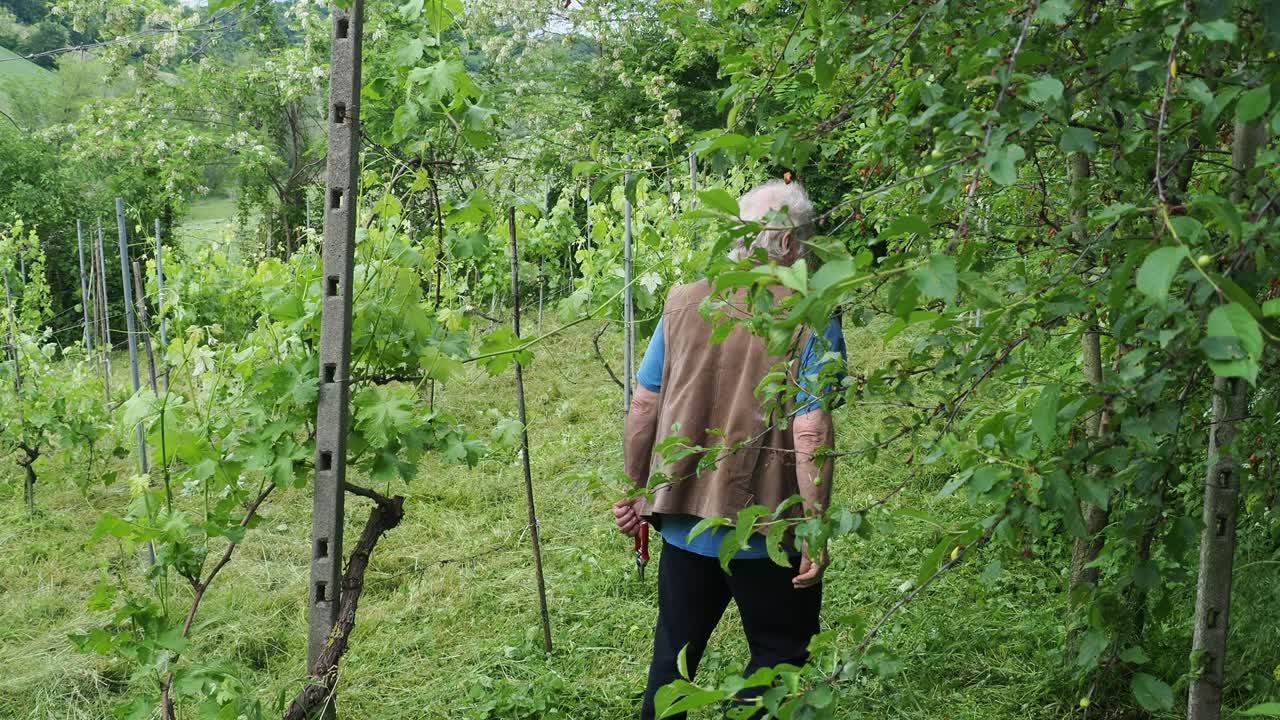 Skilled vintner pruning young grapevines during bright summer sunlight, working through verdant Italian vineyard landscape with professional precision