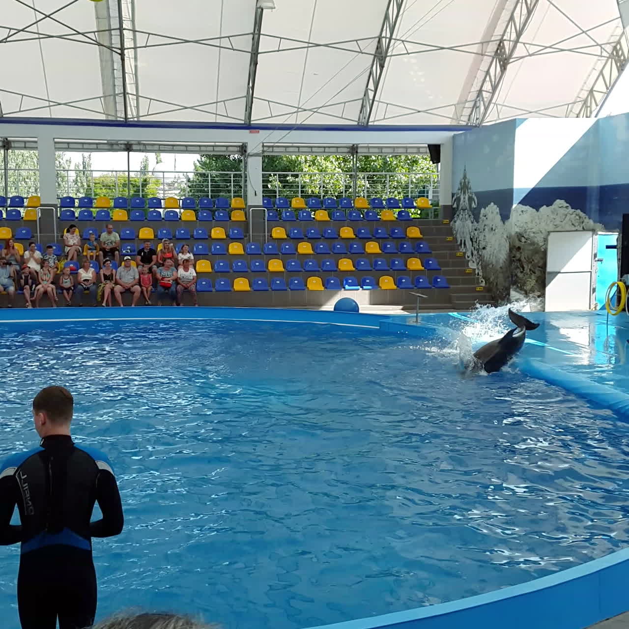 Odessa, Ukraine - August 2017: Dolphins play in the Dolphinarium. Representation in the Dolphinarium. Show of dolphins.