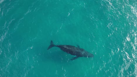 Ballena-Jorobada-Frente-A-La-Costa-De-La-Playa-De-Cabarita-En-Nueva-Gales-Del-Sur,-Australia