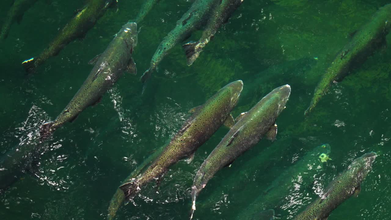 A top-down view of a school of salmon swimming in a river during the annual salmon run in British Columbia. SLOW MOTION
