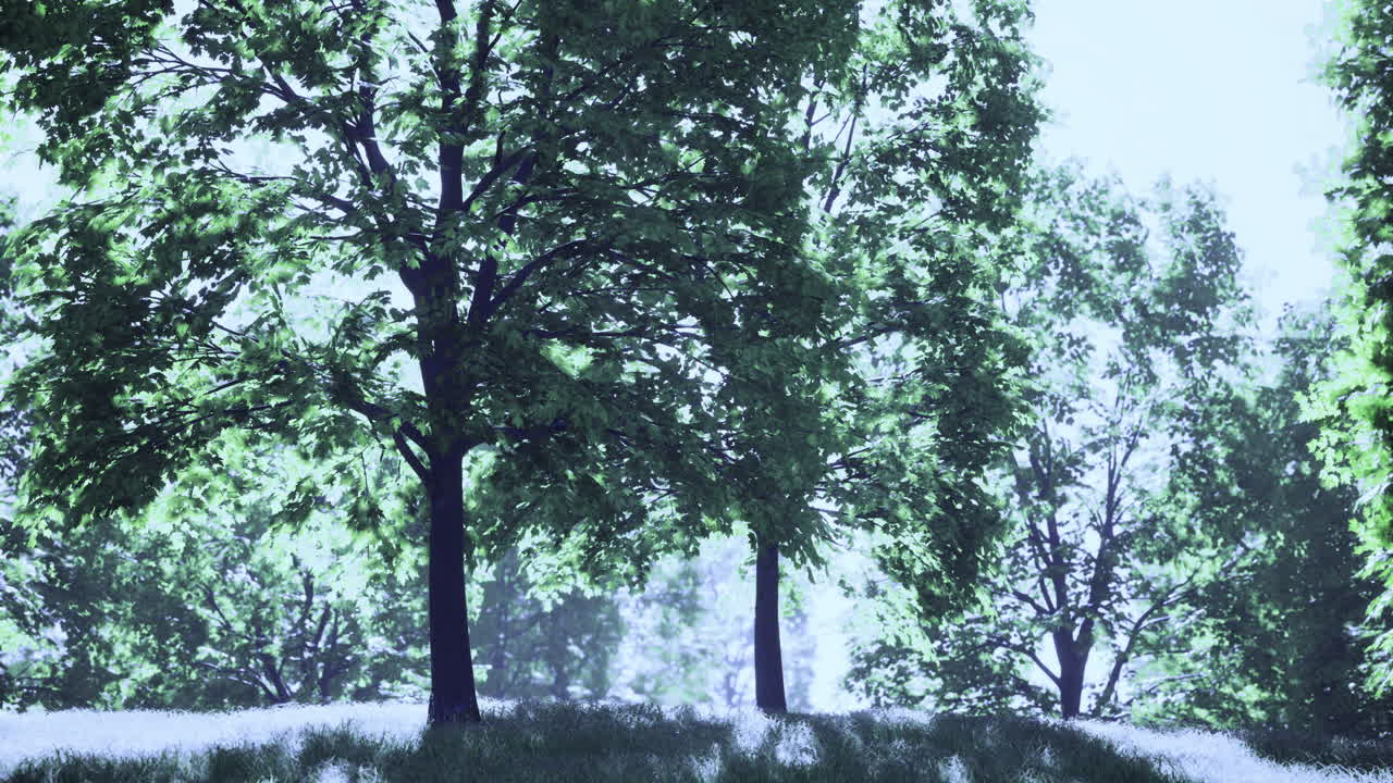 Tall trees basking in sunlight on a serene grassy hill in early summer