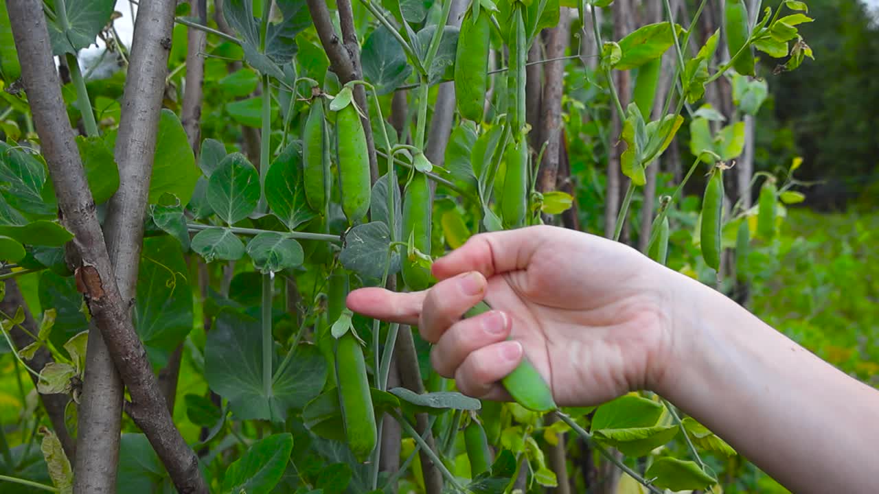 Close up view of a diverse womans hand picking freshly grown ripe and delicious green colored pea pods or peas from a leafy pea bush in a garden in slow motion with background bokeh blurry