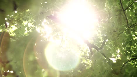 bokeh light from the sun through the leaves