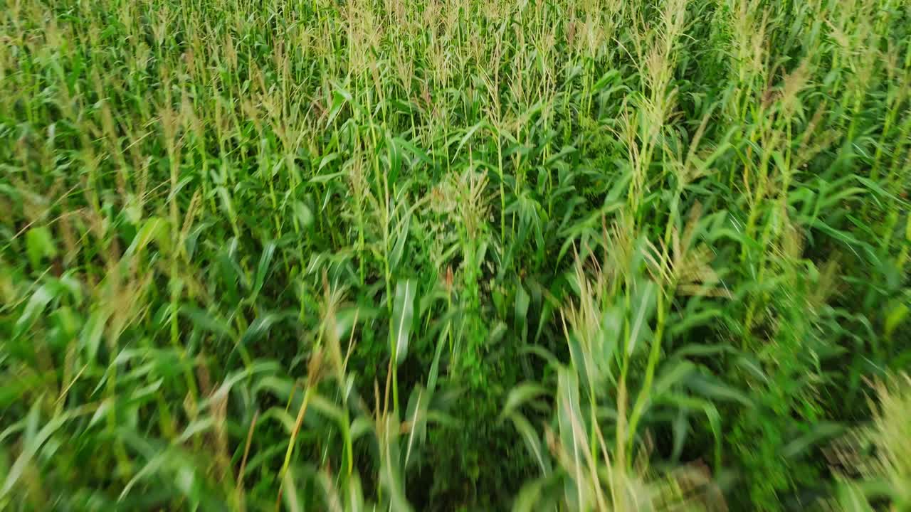 Flying Through a Vibrant Green Cornfield
