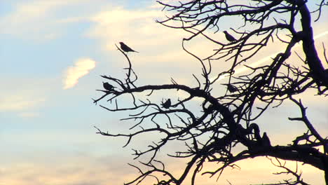 pájaros en un árbol muerto en colorado