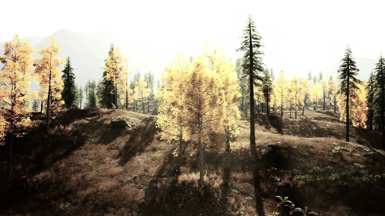 황금 가을의 숲 풍경