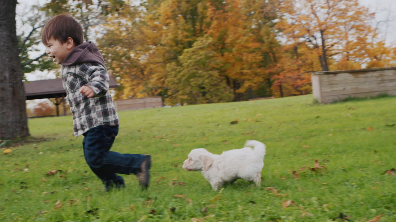 강아지와 함께 작은 소년이 잔디 ⁇ 에서 달리며 애완동물과 놀고 있습니다.