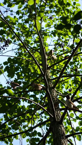 birds in a tree