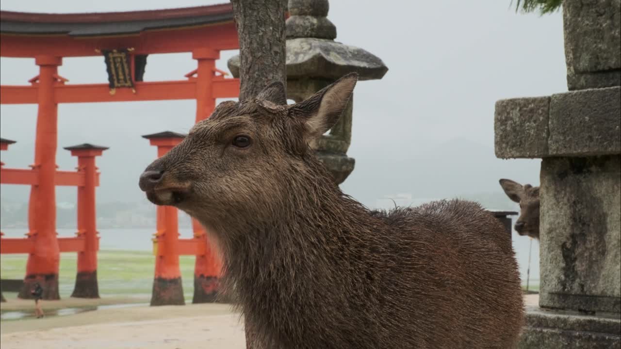 A deer chews calmly in front of the iconic floating torii gate on Miyajima Island, then walks out of frame. Peaceful moment in a cultural setting.