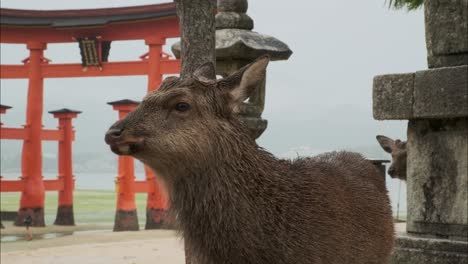 a deer chews calmly in front of the iconic floating torii gate on miyajima island, then walks out of frame. peaceful moment in a cultural setting.