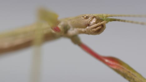insecto palo medauroidea extradentata, familia phasmatidae