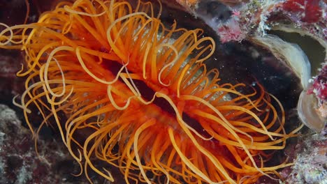 flame scallop , or electric clam, clean itself, anilao, philippines 60fps