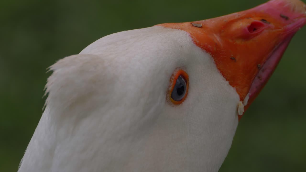 cabeza de ganso doméstico - ganso blanco mirando alrededor - pastizales en qld, australia