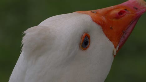 Kopf-Der-Heimischen-Gans---Weiße-Gans,-Die-Sich-Umschaut---Grünland-In-Qld,-Australien