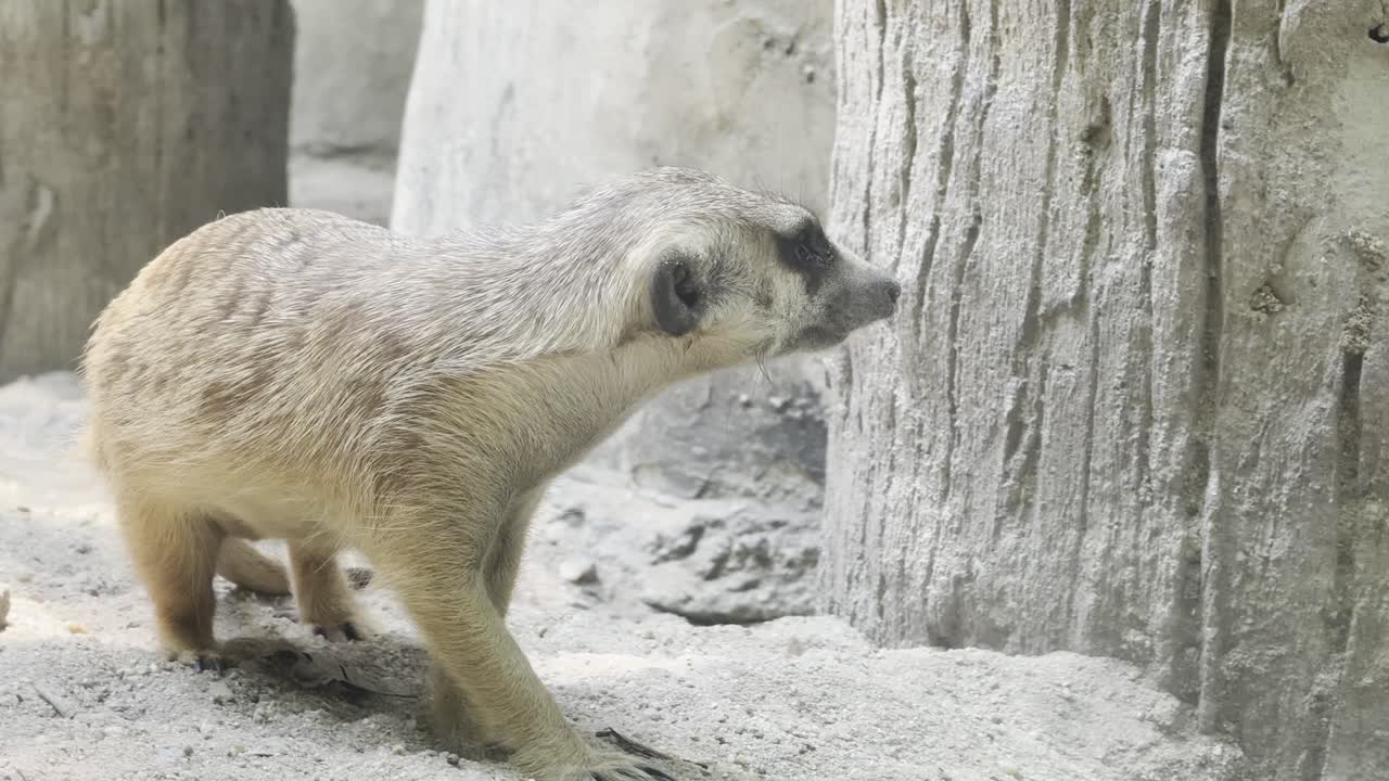 African Meerkat small mongoose animal